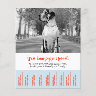 Så här säljer du Dane Puppies Flygblad