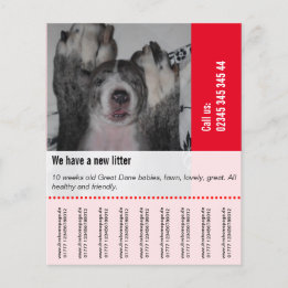 Så här säljer du Dane Puppies Flygblad
