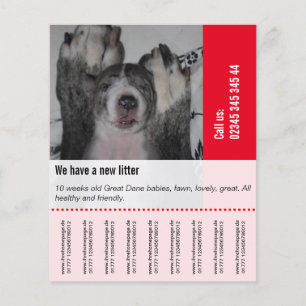 Så här säljer du Dane Puppies Flygblad