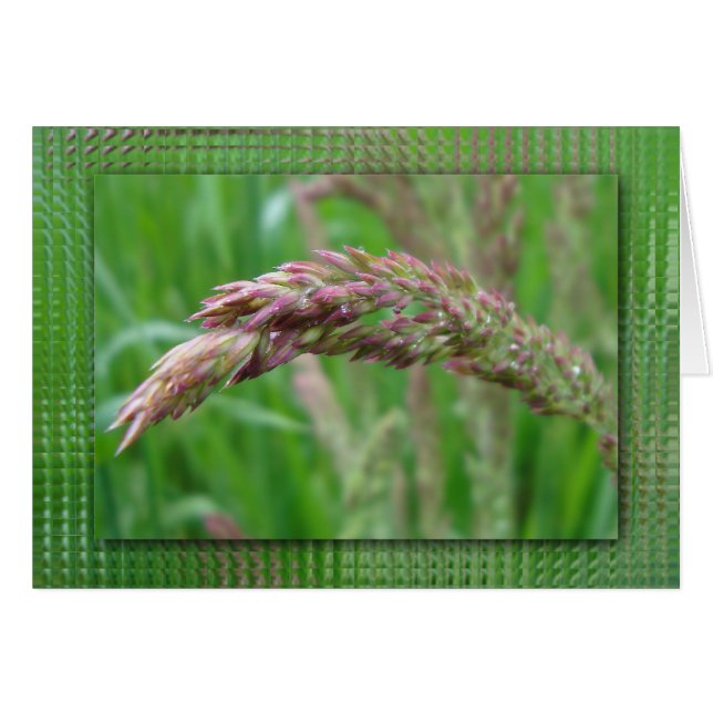 Så här växer gruskortet hälsningskort (Framsidan Horizontal)