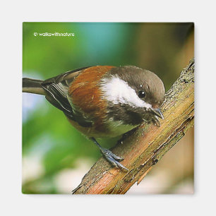 Så Nyfiket, en kastanjunderstödd Chickadee Magnet
