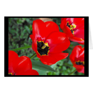 Så redo för Spring~1 Hälsningskort