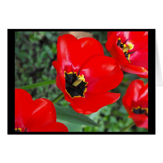 Så redo för Spring~1 Hälsningskort (Framsidan Horizontal)