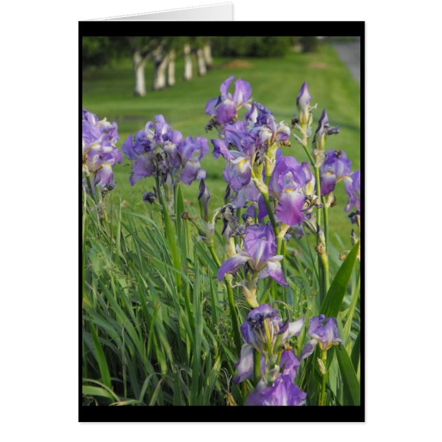 Så redo för vår~ 21 hälsningskort (Framsidan)