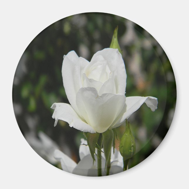 Så ren..... magnet (Framsidan)