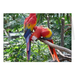 Så roligt - macaw hälsningskort