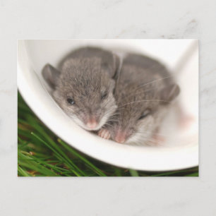 Så Sömnig Baby Mice Vykort