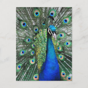 Så stolt som Peacock Vykort