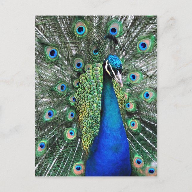 Så stolt som Peacock Vykort (Framsida)