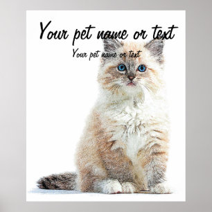 Så sympatisk och söt, Ragdoll Cat Poster
