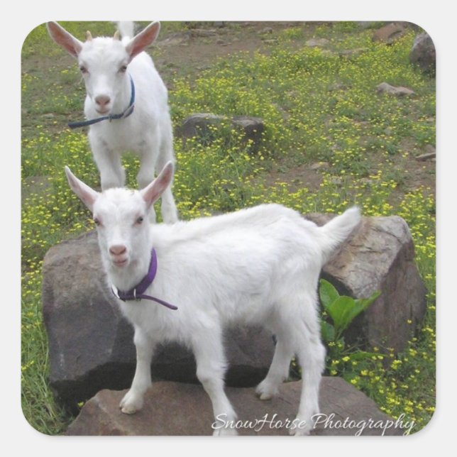 Saanan Goat Kids ~ Fyrkantigt Klistermärke (Framsida)
