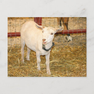 Saanen doeling-getmunnen öppen vykort
