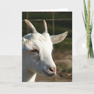 Saanen Goat Kort