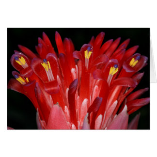 SABA: Billbergia pyramidalis OBS Kort