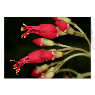 SABA: Charianthus purpureus OBS Kort