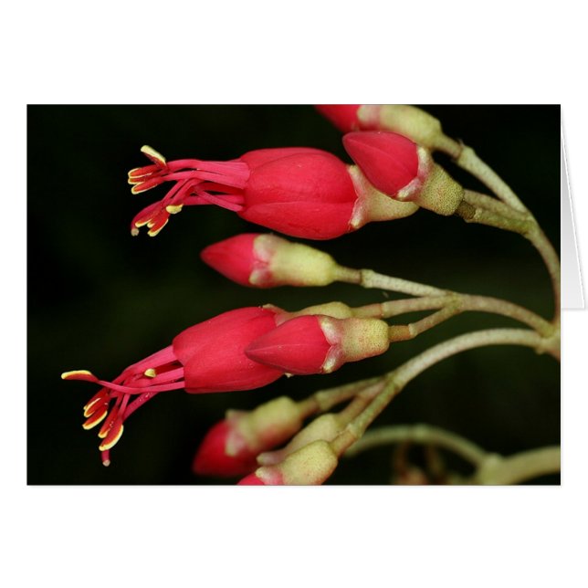 SABA: Charianthus purpureus OBS Kort (Framsidan Horizontal)