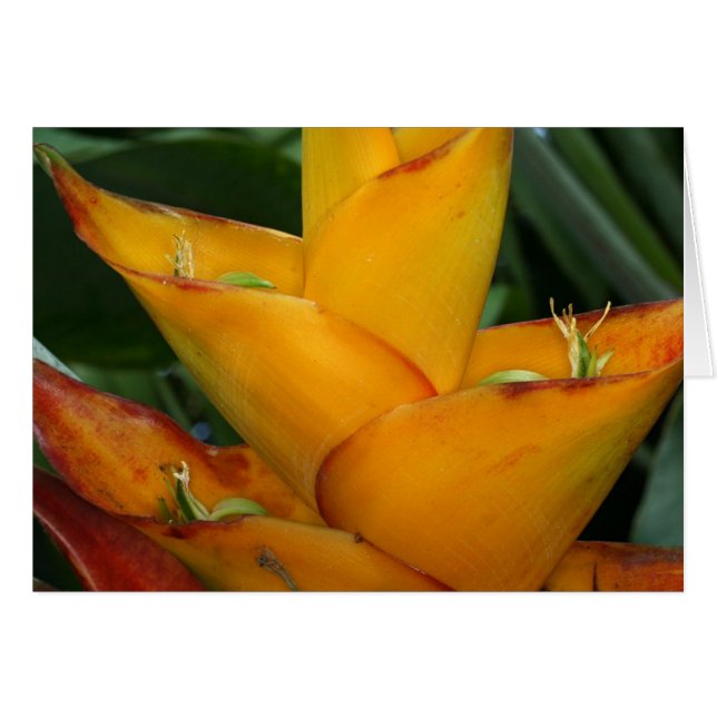 SABA: Heliconia caribbaea OBS Kort (Framsidan Horizontal)