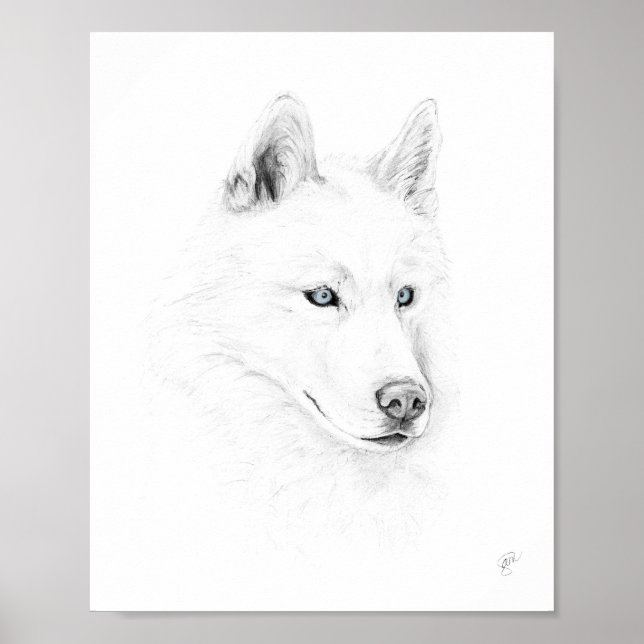 Saber A Siberian husky Teckning Art Blue Ögon Poster (Framsidan)