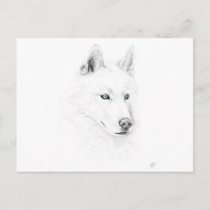 Saber A Siberian husky Teckning Art Blue Ögon Vykort