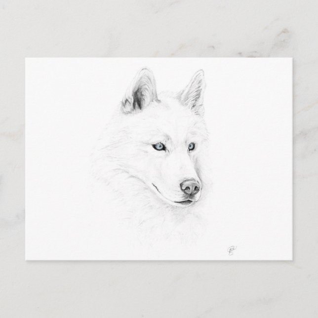 Saber A Siberian husky Teckning Art Blue Ögon Vykort (Framsida)