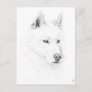 Saber A Siberian husky Teckning Art Blue Ögon Vykort