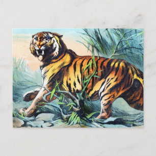 Saber Toothed Tiger Vykort