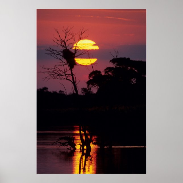 Sabi River vid solnedgång, Kruger nationalpark Poster (Framsidan)