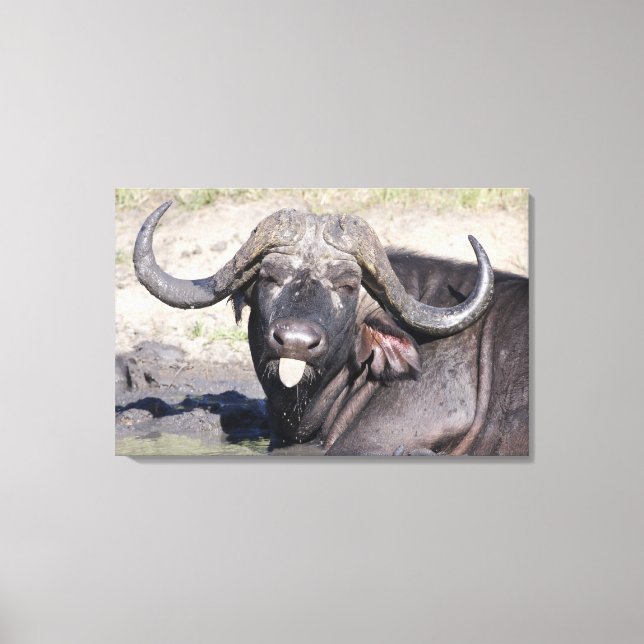 Sabi Sands Conservancy, provinsen Mpumalanga, Canvastryck (Framsida)