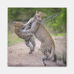 Sabi Sands naturvården, det Mpumalanga landskapet Magnet