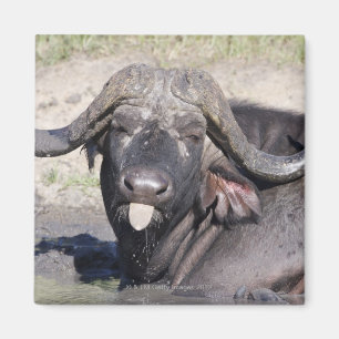 Sabi Sands naturvården, Mpumalanga landskap, 2 Magnet