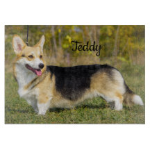 Sable Cardigan Welsh Corgi Hund