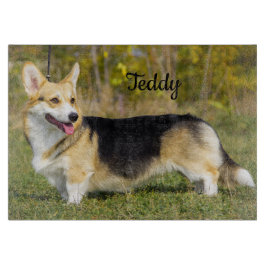 Sable Cardigan Welsh Corgi Hund