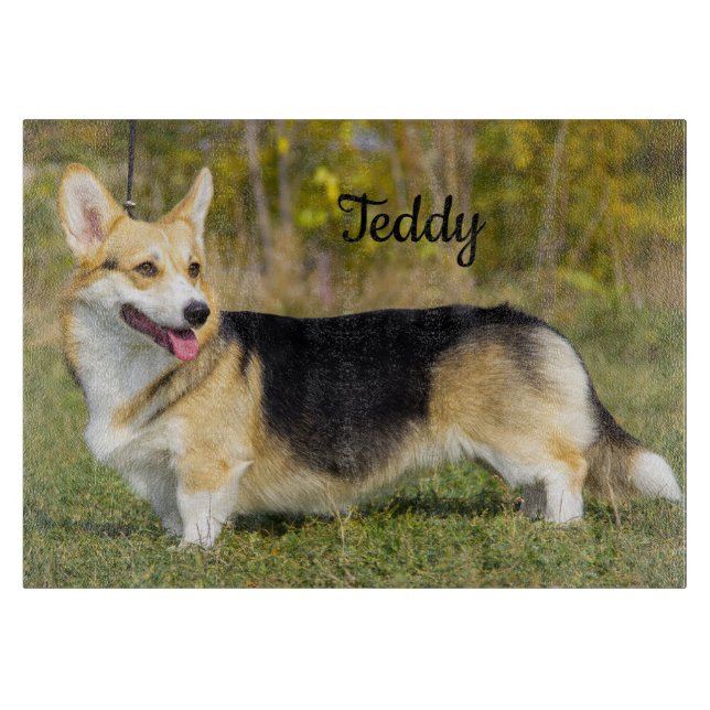 Sable Cardigan Welsh Corgi Hund (Framsidan)
