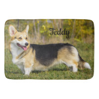 Sable Cardigan Welsh Corgi Hund