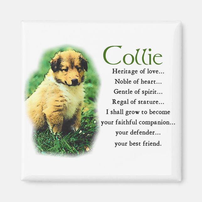 Sable Collie Gifts Magnet (Framsidan)