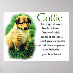 Sable Collie Gifts Poster