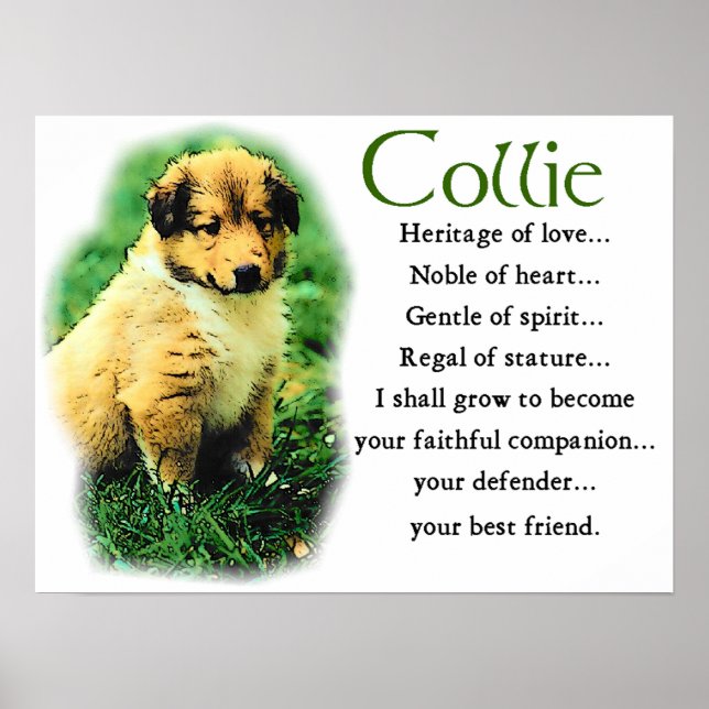 Sable Collie Gifts Poster (Framsidan)
