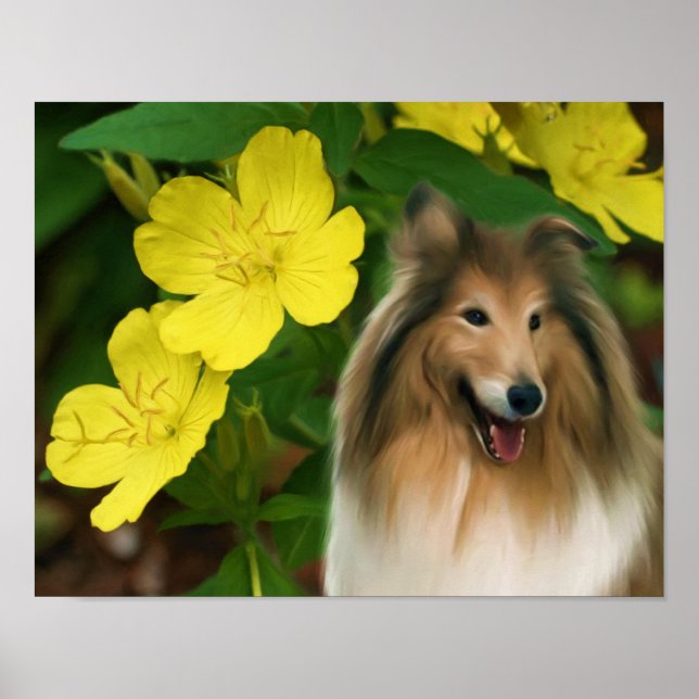 Sable Collie Gult Primrose Hund Art Poster (Framsidan)