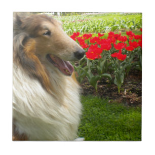 Sable Collie N the Tulips Tile Trivet Kakelplatta