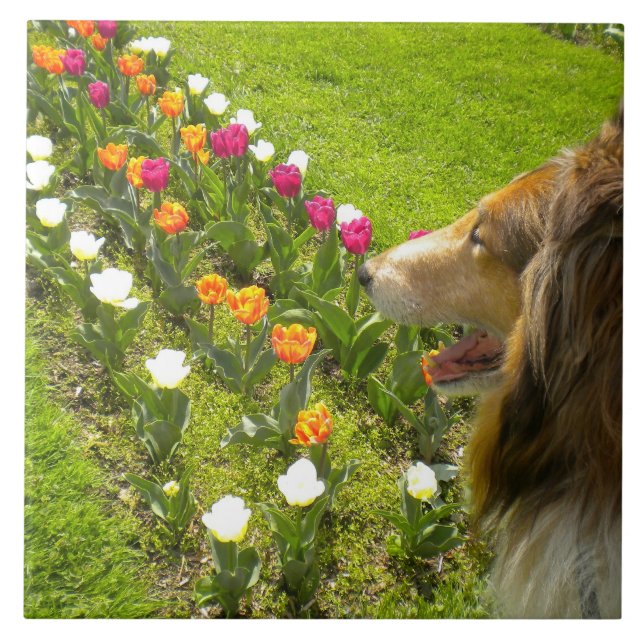 Sable Collie N Tulips Tile Trivet Kakelplatta (Framsidan)