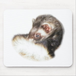 Sable Ferret Bild Musmatta