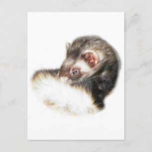 Sable Ferret Bild Vykort