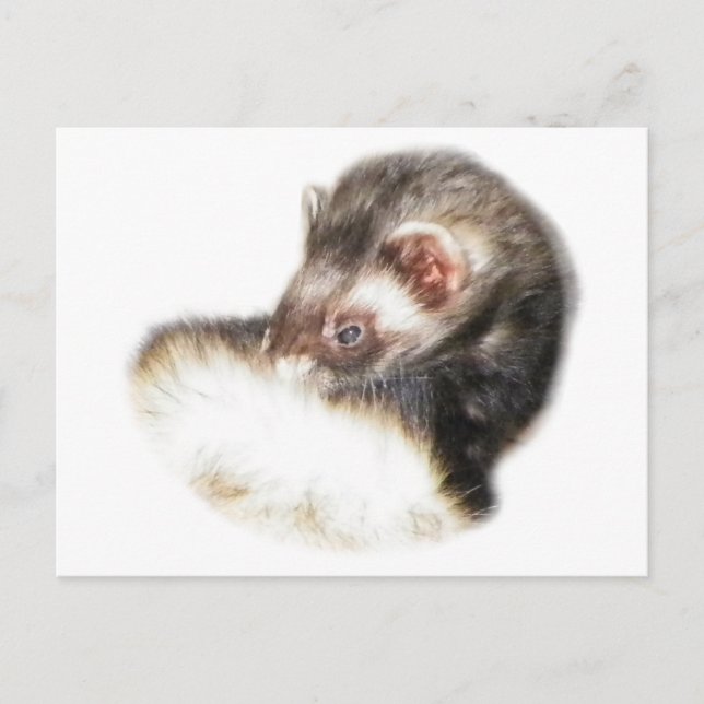 Sable Ferret Bild Vykort (Framsida)