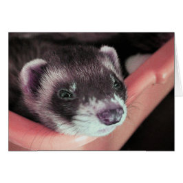 Sable Ferret Card Hälsningskort