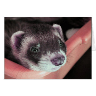 Sable Ferret Card Hälsningskort