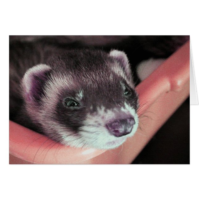 Sable Ferret Card Hälsningskort (Framsidan Horizontal)