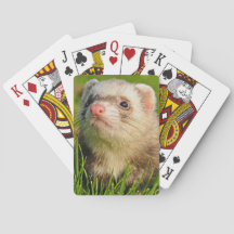 Sable Ferret i Grass