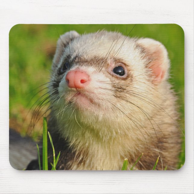 Sable Ferret i Grass Musmatta (Framsidan)