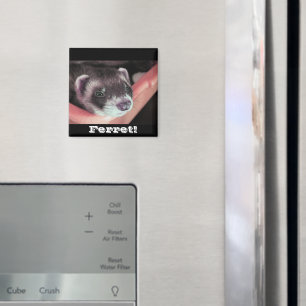 Sable Ferret Magnet