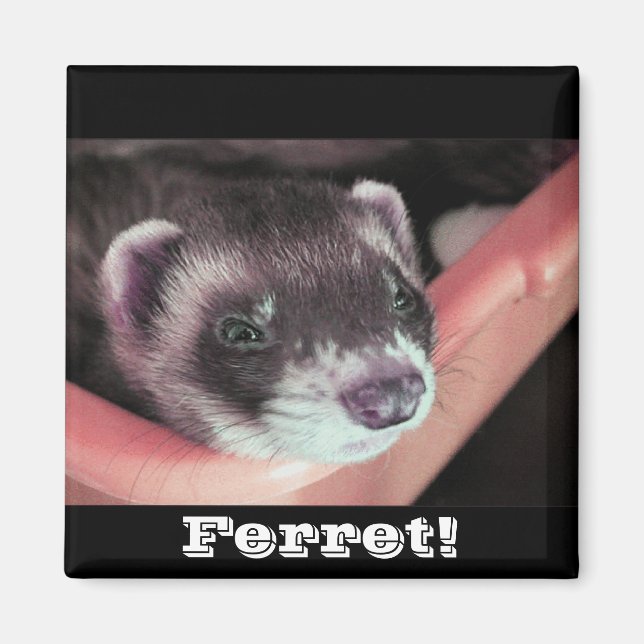 Sable Ferret Magnet (Framsidan)